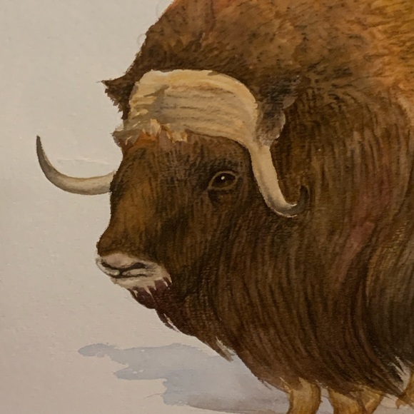 Inuit Art litho of two Muskox, signed, 24x36 inches - Picture 3 of 9